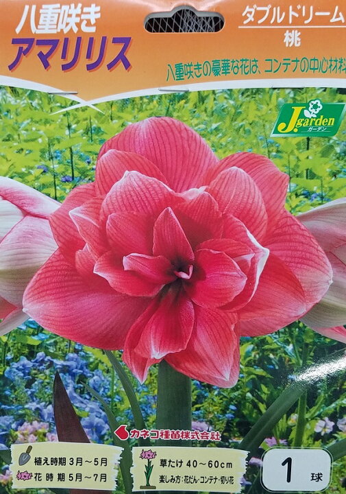 楽天市場 花球根 八重咲きアマリリスダブルドリーム 1球入カネコ種苗の球根 Ivy