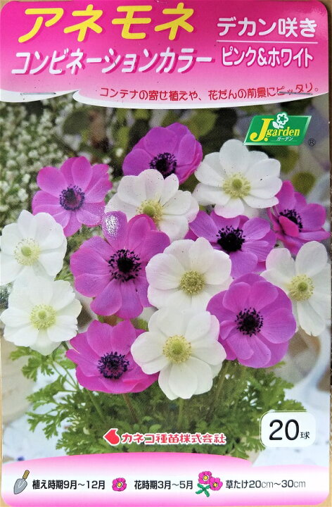 楽天市場 花球根 アネモネ コンビネーションカラー デカン咲き ピンク ホワイト 球入 カネコ種苗の球根 Ivy