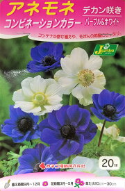 花球根 アネモネ コンビネーションカラー デカン咲き パープル＆ホワイト 20球入 カネコ種苗の球根