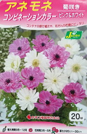 【花球根】アネモネ コンビネーションカラー 菊咲き ピンク＆ホワイト 20球入 カネコ種苗の球根