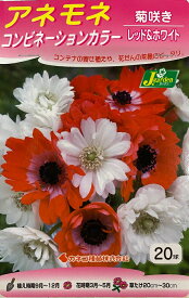 【花球根】アネモネ コンビネーションカラー 菊咲き レッド＆ホワイト 20球入 カネコ種苗の球根