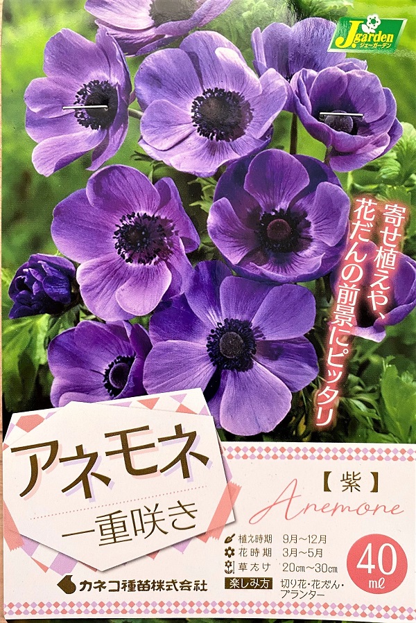 楽天市場 花球根 アネモネ 一重咲き 紫 40ml入 カネコ種苗の球根 Ivy