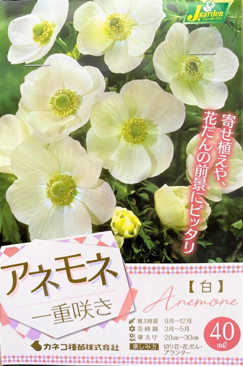 楽天市場 花球根 アネモネ 一重咲き 白 40ml入 カネコ種苗の球根 Ivy