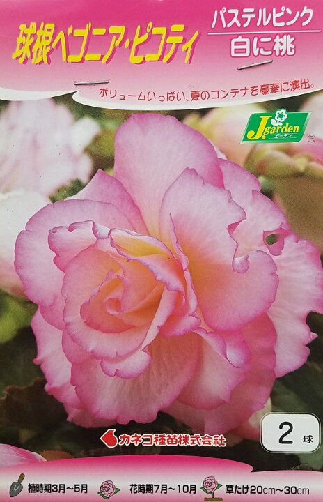 楽天市場 花球根 球根ベゴニア ピコティパステルピンク 白に桃 2球入カネコ種苗の球根 Ivy