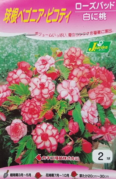 楽天市場 花球根 球根ベゴニア ピコティローズバッド 白に桃 2球入カネコ種苗の球根 Ivy