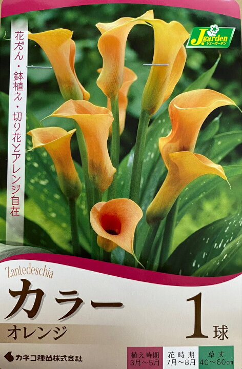 楽天市場 花球根 カラー オレンジ 1球入 カネコ種苗の球根 Ivy 楽天市場 花球根 カラー オレンジ 1球入 カネコ種苗の球根 Ivy