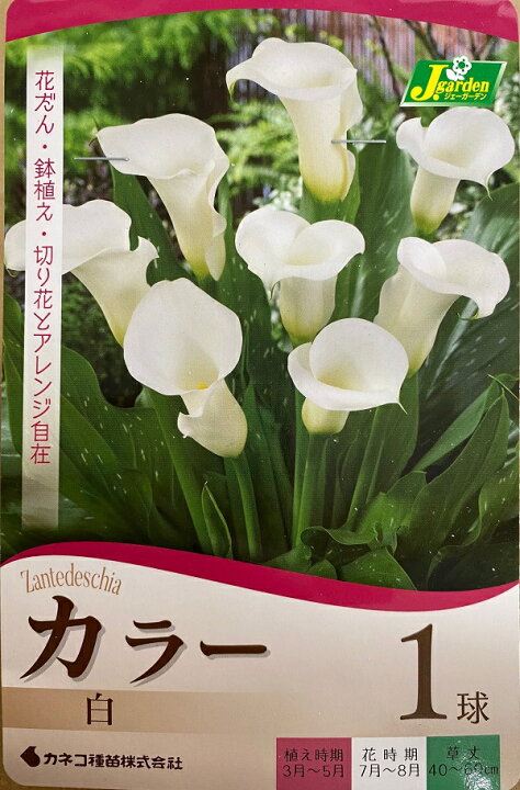 楽天市場 花球根 カラー 白 1球入 カネコ種苗の球根 Ivy