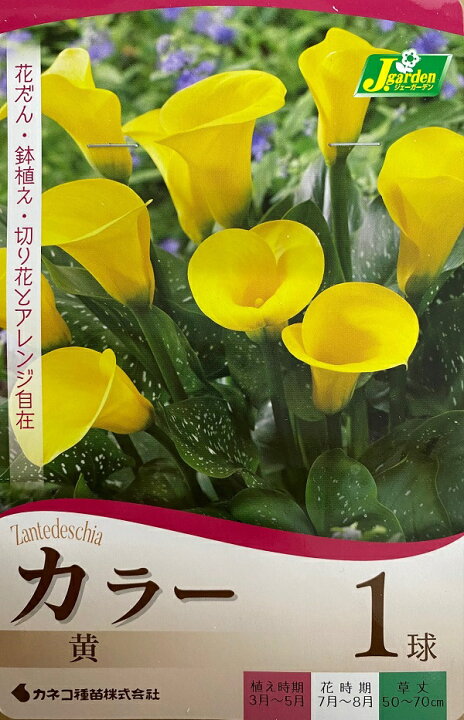 楽天市場 花球根 カラー 黄 1球入 カネコ種苗の球根 Ivy