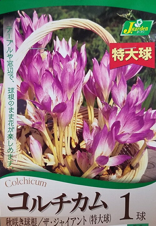 楽天市場 花球根 コルチカム ザ ジャイアント 特大球 １球入 カネコ種苗 Ivy