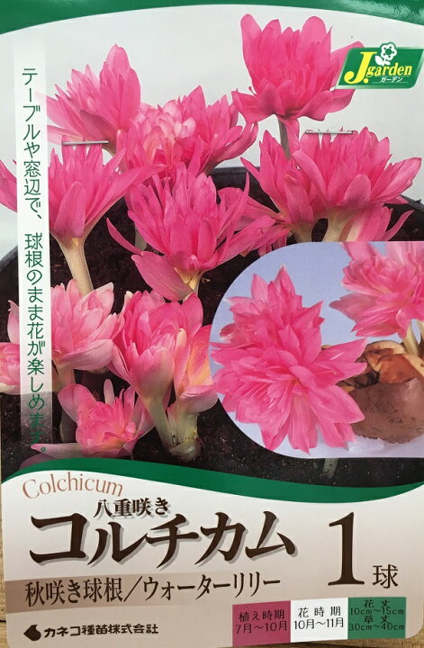 楽天市場 花球根 八重咲きコルチカム ウォーターリリー 1球入 カネコ種苗の球根 Ivy