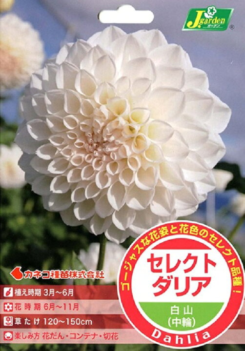 楽天市場 花球根 セレクト ダリア 白山 中輪 1球入カネコ種苗の球根 Ivy