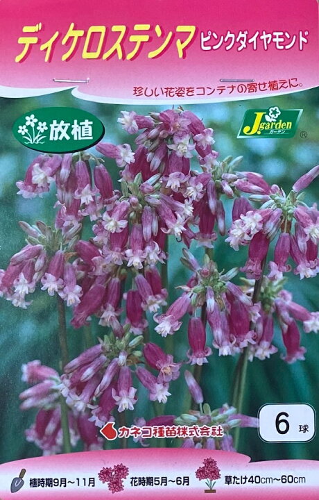 楽天市場 花球根 ディケロステンマ ピンクダイヤモンド 6球入 カネコ種苗の球根 Ivy