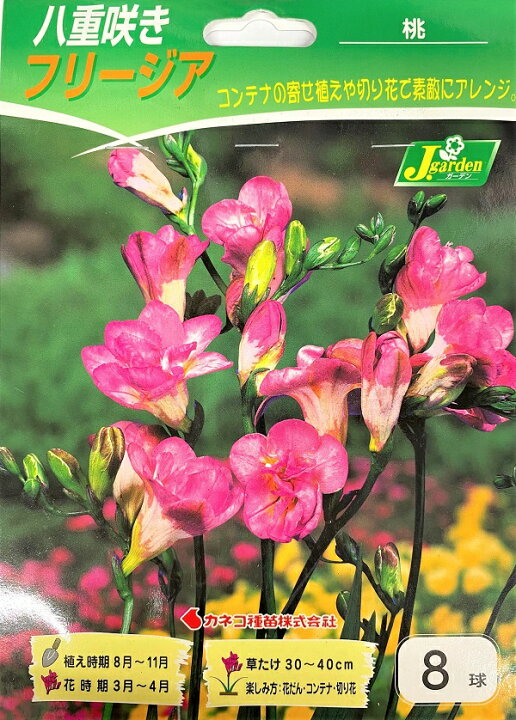 楽天市場 花球根 八重咲きフリージア 桃 8球入カネコ種苗の球根 Ivy