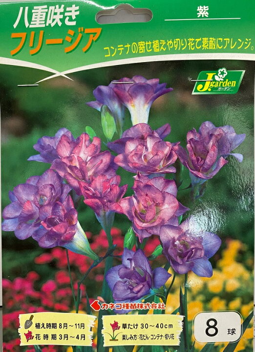 楽天市場 花球根 八重咲きフリージア 紫 8球入カネコ種苗の球根 Ivy