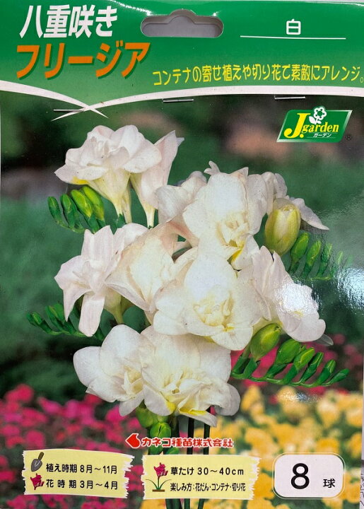楽天市場 花球根 八重咲きフリージア 白 8球入カネコ種苗の球根 Ivy