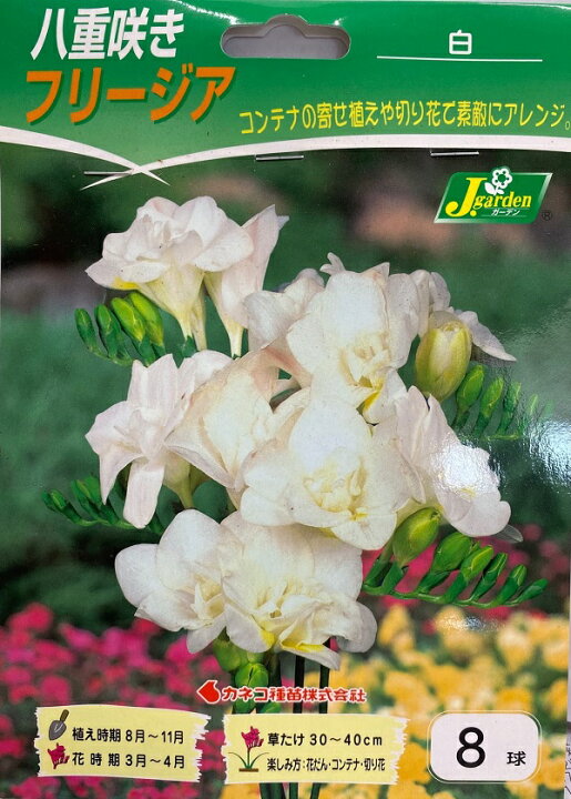 楽天市場 花球根 八重咲きフリージア 白 8球入カネコ種苗の球根 Ivy 楽天市場 花球根 八重咲きフリージア 白 8球入カネコ種苗の球根 Ivy