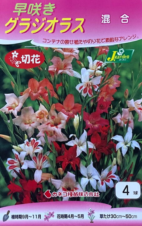 楽天市場 花球根 早咲きグラジオラス 混合 4球入カネコ種苗の球根 Ivy