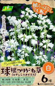 ԋ 肪ˑ(qVXICfX)  6 JlRc̋