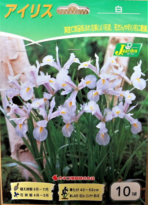 楽天市場 花球根 アイリス 白 10球入カネコ種苗の球根 Ivy