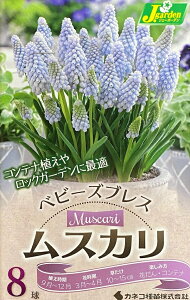 yԋzXJ xr[YuX 8 JlRc̋