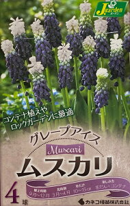 【花球根】ムスカリ グレープアイス 4球入 カネコ種苗の球根