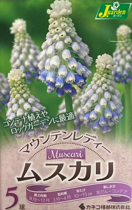楽天市場 花球根 ムスカリ マウンテンレディー 5球入カネコ種苗の球根 Ivy 楽天市場 花球根 ムスカリ マウンテンレディー 5球入カネコ種苗の球根 Ivy