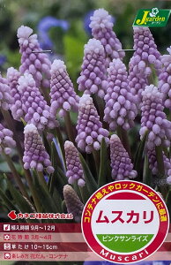 ԋ XJ sNTCY 5 JlRc̋