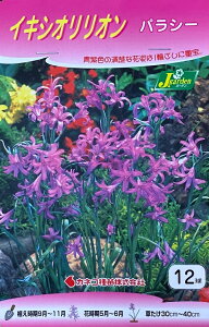 yԋzCLVII pV[ 12 JlRc̋