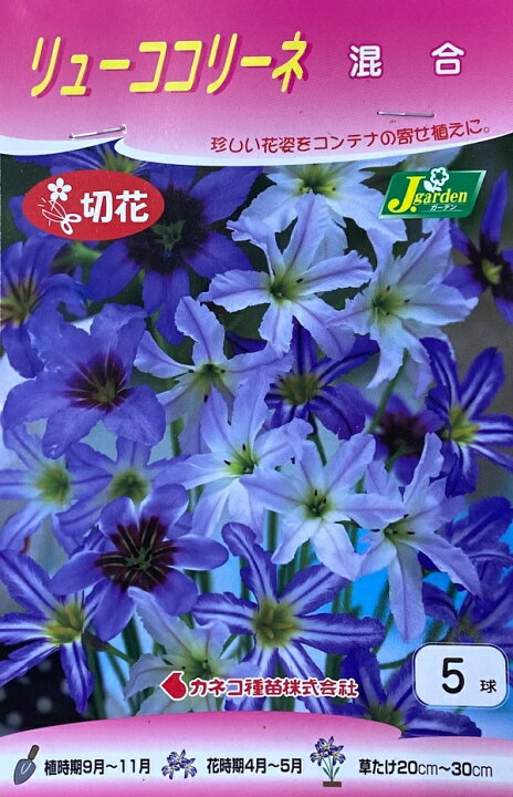 楽天市場 花球根 リューココリーネ 混合 5球入カネコ種苗の球根 Ivy