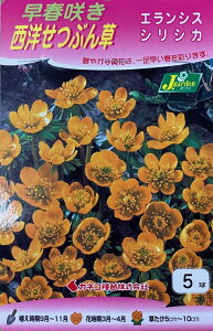 yԋz炫mԂ GVX VVJ 5 JlRc̋