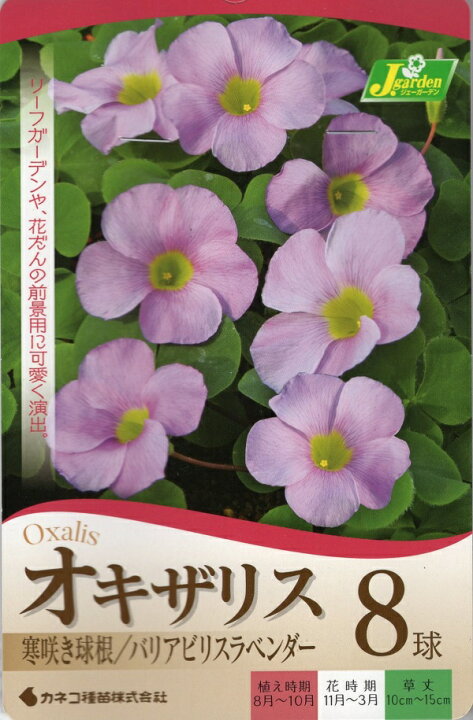楽天市場 花球根 オキザリス バリアビリス ラベンダー 8球入カネコ種苗の球根 Ivy