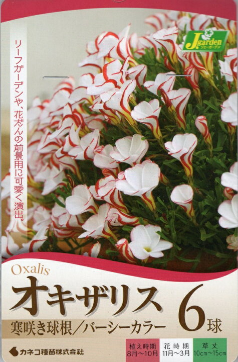 楽天市場 花球根 オキザリス バーシーカラー 6球入 カネコ種苗の球根 Ivy