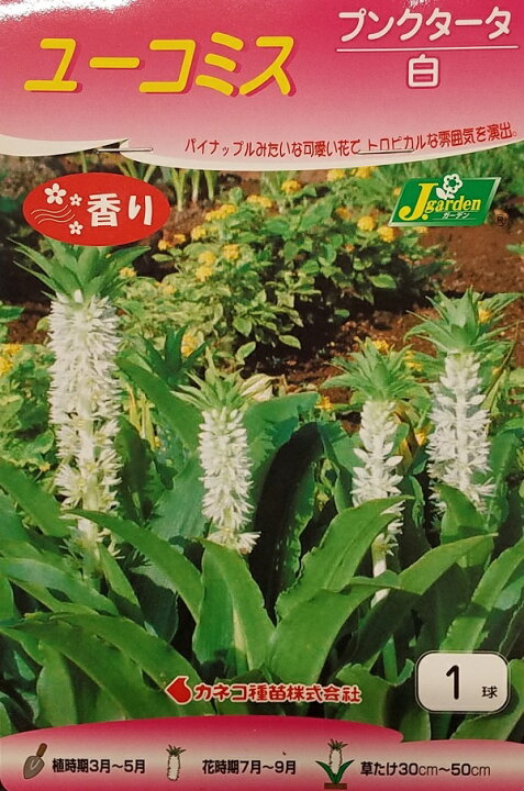 楽天市場 花球根 ユーコミス パイナップルリリー プンクタータ 白 1球入カネコ種苗の球根 Ivy 楽天市場 花球根 ユーコミス パイナップルリリー プンクタータ 白 1球入カネコ種苗の球根 Ivy
