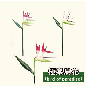  CeA o nC  t[ Ɋy 썑  ][g ؐ ԏ fR[V ][gCeA  Xg`A AWA o nC Cn IV 