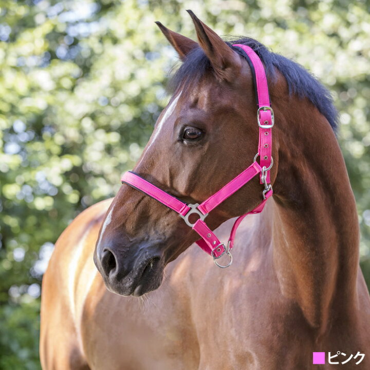 楽天市場】NORTON カラーホルター 無口 NCHL1 PONY/COB/FULL 