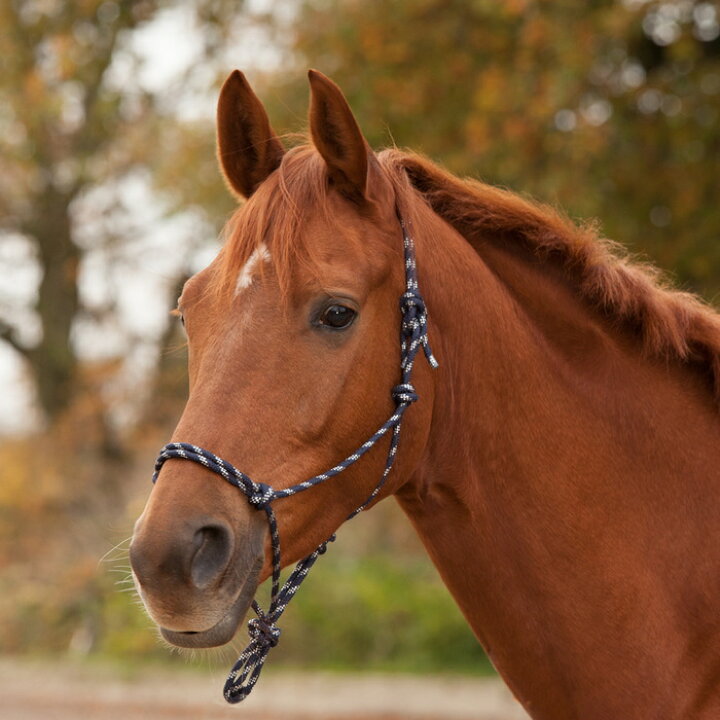 乗馬用品】レザー 無口 ブラウン コブサイズ （馬具・乗馬用品 