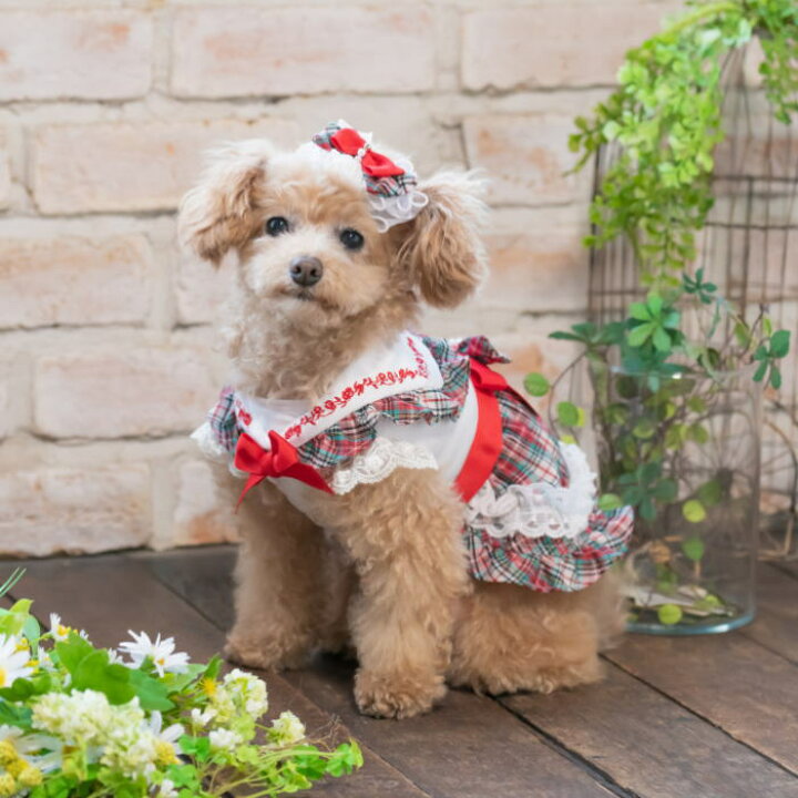楽天市場】【クーポン配布中】 犬服 夏 セーラー SALE セール 犬の服 