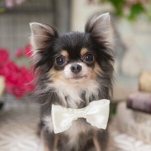 yh[ztH[}r[eB[J[@STCY@ց@̃ANZT[@ubN@zCg@ [֑Ή