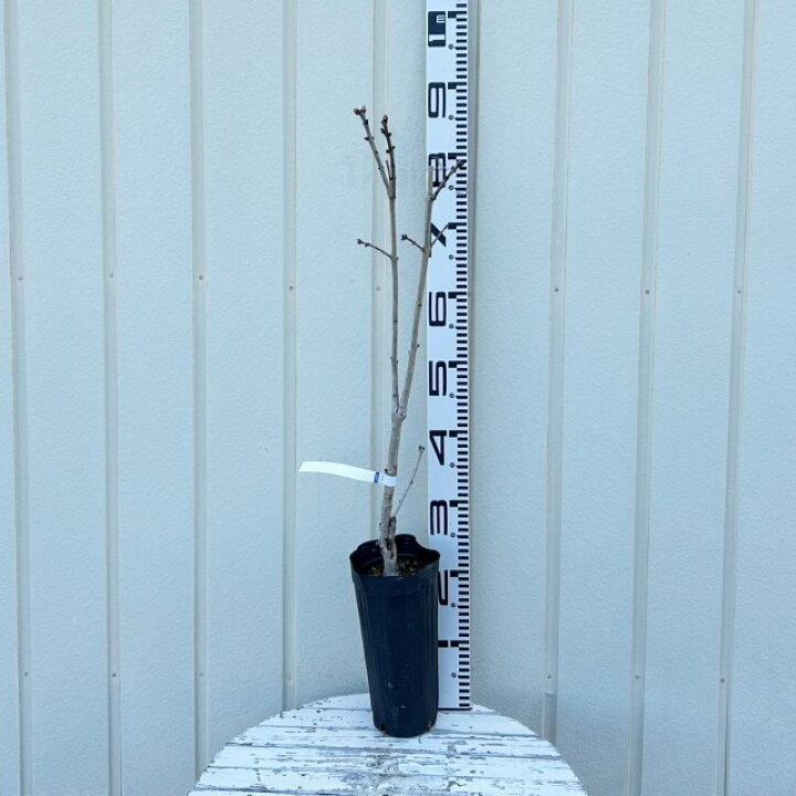 楽天市場】【ハシドイ属】ライラック プレジデントグレビー接木苗4号