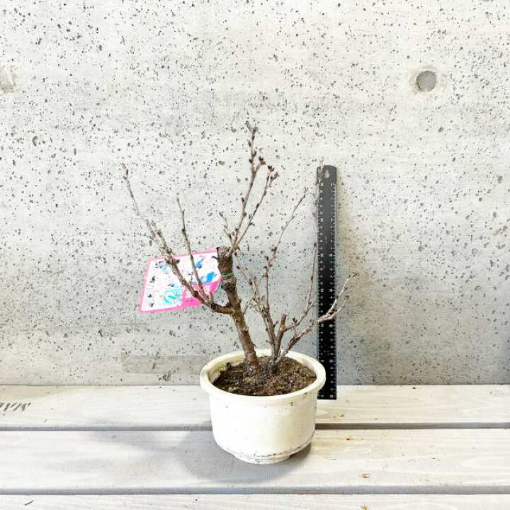 【中古】 変身/双葉社/桜壱バーゲン 産地直送 啓翁桜 Lサイズ ／山形 サンファームしらたかからお