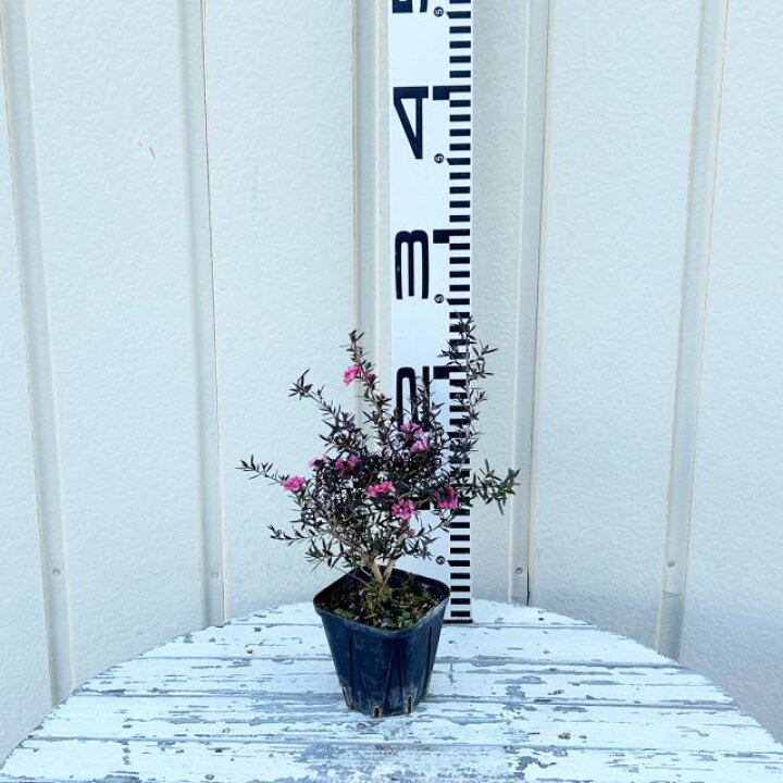 楽天市場】【レプトスペルマム属】ギョリュウバイ八重咲（御柳梅）3号