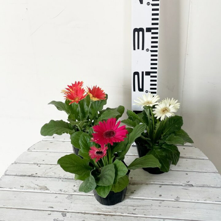 楽天市場】【ガーベラ属】宿根ミニガーベラ カラフルミックス 3号