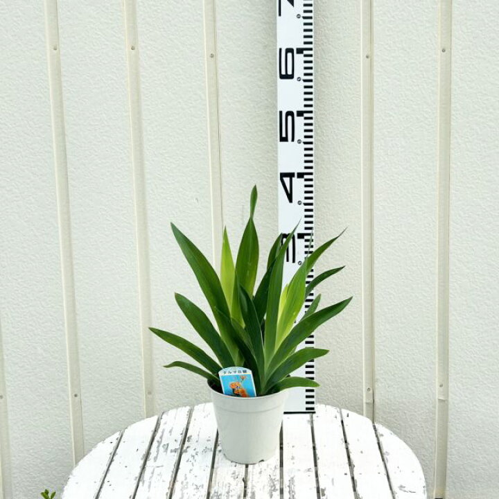 mizu ヒオウギ（日扇） mizu ヒオウギ（日扇） 楽天市場】【ヒオウギ属】ダルマ日扇 4.5号