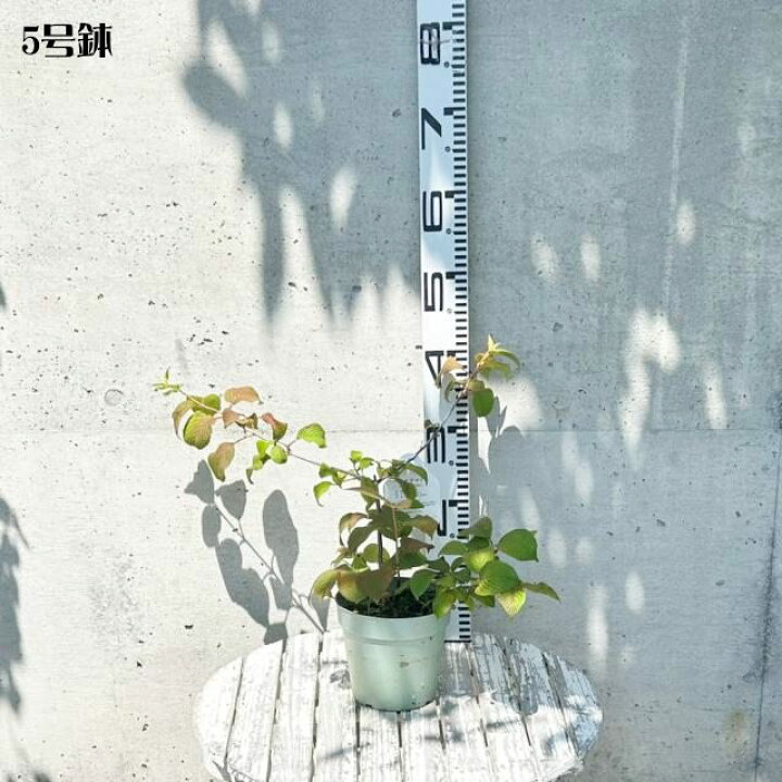 楽天市場】【ガマズミ属】オオデマリピンク花（大手毬