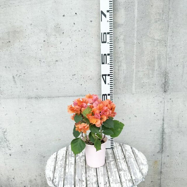 楽天市場】【ブーゲンビレア属】ブーゲンビレアカルフォルニアオレンジ