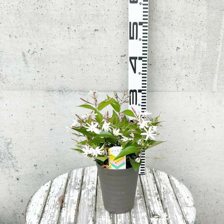 ジャスミン Relax JASMINE PET 2L | 商品情報 | 伊藤園 商品情報サイト