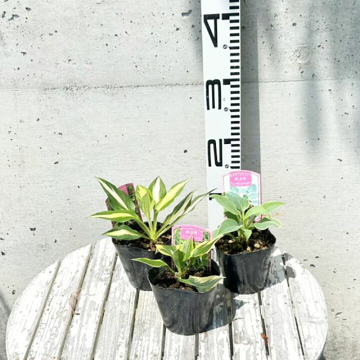 楽天市場】【ギボウシ属】斑入葉ギボウシ（フォスタ）3.5号ポット品種