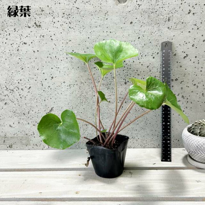 楽天市場】【ツワブキ属】緑葉ツワブキ 3.5号ポット : 産直花だん屋