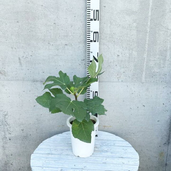 楽天市場】【イチジク属】ゼブラスイート（挿し木苗）5号ポット : 産直