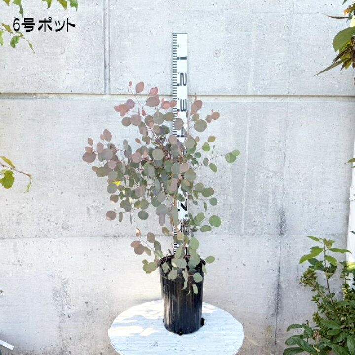 楽天市場】屋外観葉【ユーカリ属】ユーカリポリアンセマム 各種 : 産直